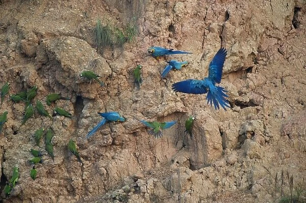 Blue and Yellow Macaws Ara ararauna at clay lick Tambopata Amazon Peru