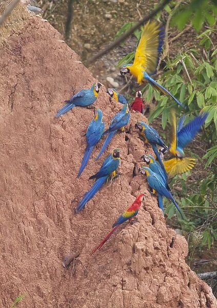 Blue and Yellow Macaws Ara ararauna & Scarlet Macaws Ara macao at clay lick Tambopata