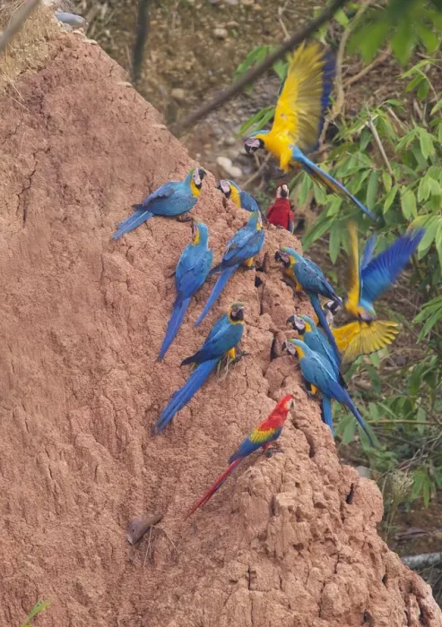 Framed Print : Blue and Yellow Macaws Ara ararauna & Scarlet Macaws Ara macao at clay lick Tambopata Framed Print : Blue and Yellow Macaws Ara ararauna & Scarlet Macaws Ara macao at clay lick Tambopata
