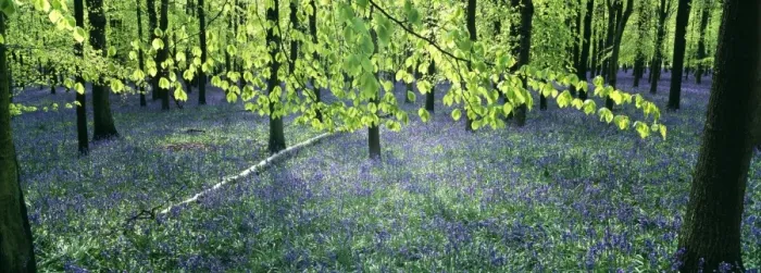 Framed Print : Bluebells and Beech woodland, Buckinghamshire, UK, April Framed Print : Bluebells and Beech woodland, Buckinghamshire, UK, April