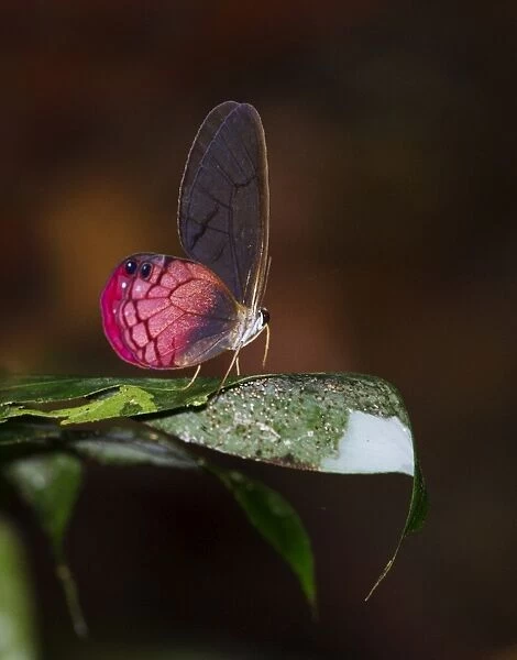 Blush Butterfly Sp. Amazon River Basin Peru