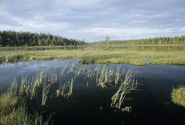 Bog and Pine Forest Martinselkonen on Finnish  /  Russian border June