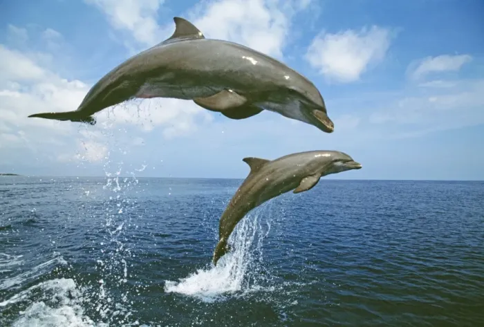 Framed Print : Bottlenose Dolphin, Tursiops truncatus Caribbean Framed Print : Bottlenose Dolphin, Tursiops truncatus Caribbean