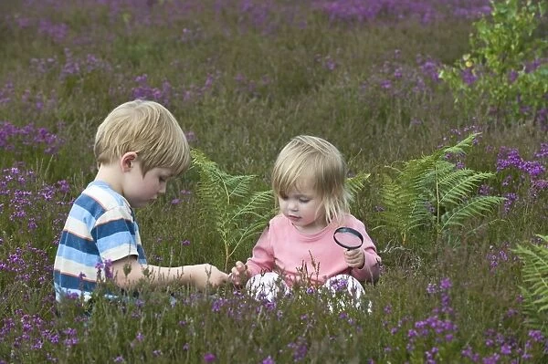 Boy and girl (4 & 2) with magnifying glass looking at insects on heath North Norfolk July