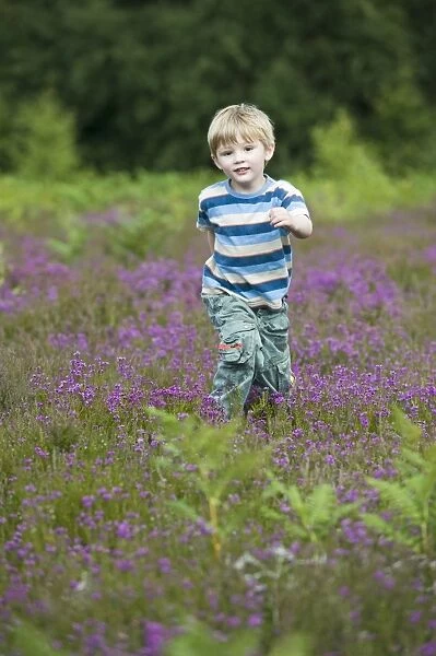Boy running through heather on heath North Norfolk July