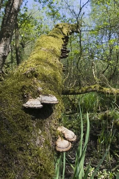 Bracket Fungi growing on fallen tree in wet woodland Norfolk April