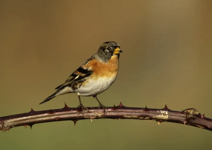 Framed Print : Brambling Fringilla montifringilla male in winter Kent UK Framed Print : Brambling Fringilla montifringilla male in winter Kent UK