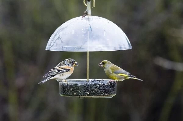 Brambling & Greenfinch on garden feeder UK winter