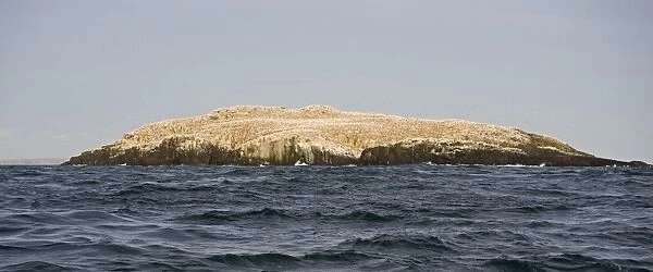 Breeding Gannets Sula bassana covering the island of Grassholm (RSPB) Wales July