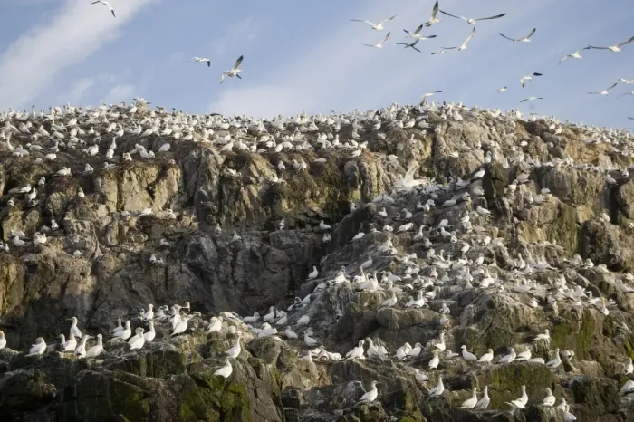 Framed Print : Breeding Gannets Sula bassana covering the island of Grassholm (RSPB) Wales July Framed Print : Breeding Gannets Sula bassana covering the island of Grassholm (RSPB) Wales July