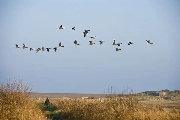 Brent Geese Branta bericla flying over the head of a walker Salthouse North Norfolk