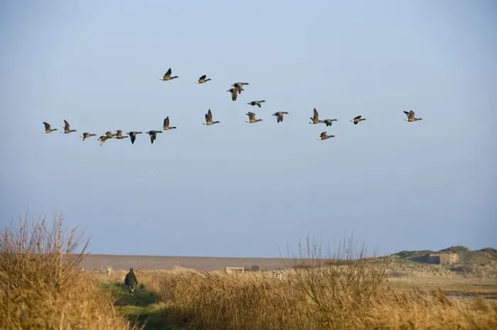 Framed Print : Brent Geese Branta bericla flying over the head of a walker Salthouse North Norfolk Framed Print : Brent Geese Branta bericla flying over the head of a walker Salthouse North Norfolk