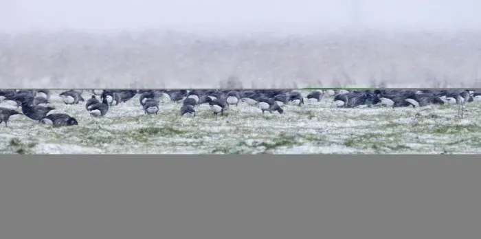 Framed Print : Brent Geese Branta bernicla in blizzard Cley Norfolk November Framed Print : Brent Geese Branta bernicla in blizzard Cley Norfolk November