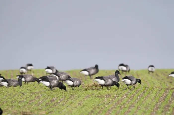 Framed Print : Brent Geese Branta bernicla grazing on farmers crop of winter wheat Norfolk winter Framed Print : Brent Geese Branta bernicla grazing on farmers crop of winter wheat Norfolk winter
