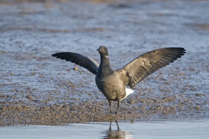 Framed Print : Brent Goose Branta bernicla in tidal creek at Brancaster Staithe Norfolk winter Framed Print : Brent Goose Branta bernicla in tidal creek at Brancaster Staithe Norfolk winter