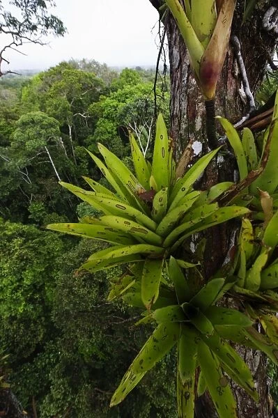 Bromeliad sp. growing on emergent tree in rainforest canopy nr Iquitos Amazon Peru