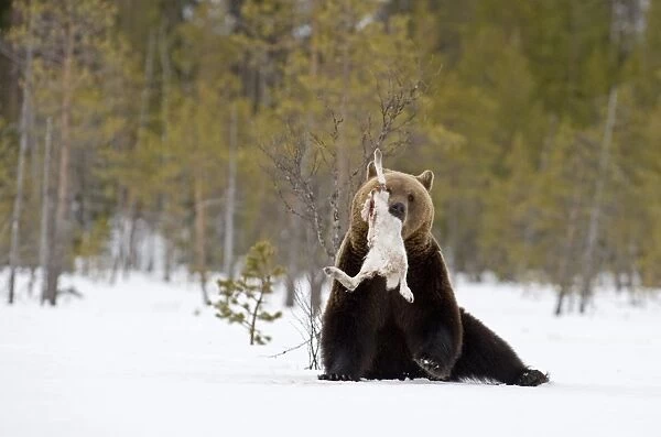 Brown Bear Ursos arctos with Arctic Hare Martinselkonen Finland April