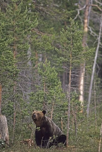 Brown Bear Ursos arctos at edge of forest close to Russian border in Finnish Lapland