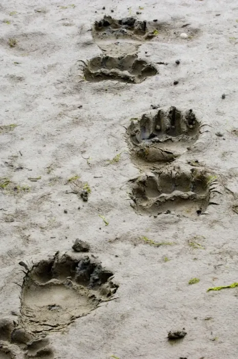 Framed Print : Brown Bear Ursos arctos footprints Katmai Alaska August Framed Print : Brown Bear Ursos arctos footprints Katmai Alaska August