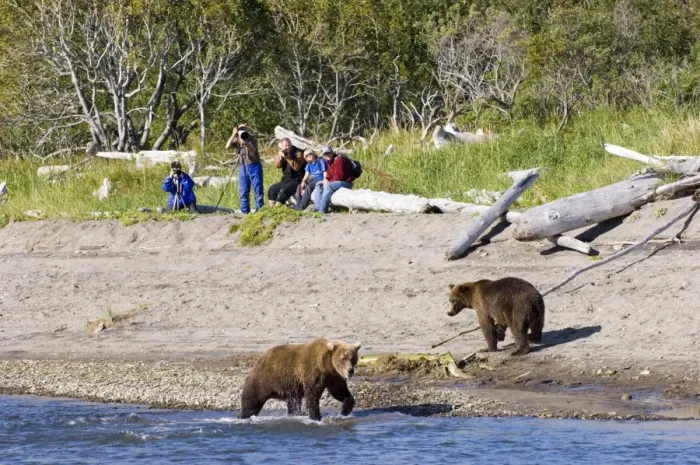 Framed Print : Brown Bear Ursos arctos & hikers Katmai Alaska August Framed Print : Brown Bear Ursos arctos & hikers Katmai Alaska August