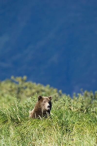 Brown Bear Ursos arctos Katmai Alaska August