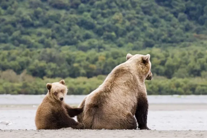 Framed Print : Brown Bear Ursos arctos mother with cub Katmai Alaska summer