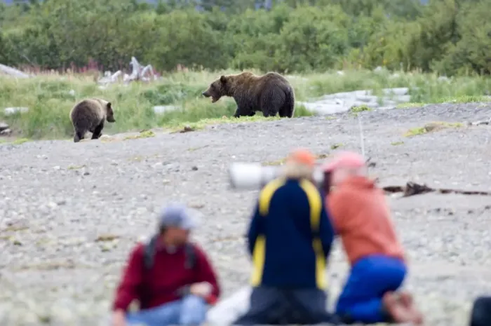 Framed Print : Brown Bear Ursos arctos & photographers Katmai Alaska August Framed Print : Brown Bear Ursos arctos & photographers Katmai Alaska August