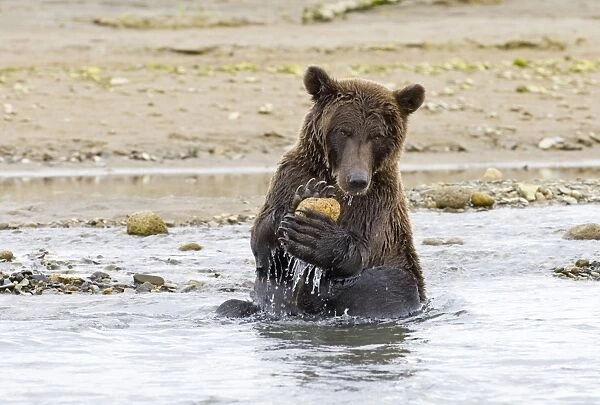 Brown Bear Ursos arctos playing with rock Katmai Alaska August