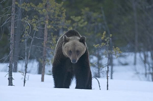 Brown Bear Ursos arctos walking through spring snow Martinselkonen Finland April