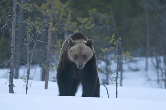 Framed Print : Brown Bear Ursos arctos walking through spring snow Martinselkonen Finland April Framed Print : Brown Bear Ursos arctos walking through spring snow Martinselkonen Finland April