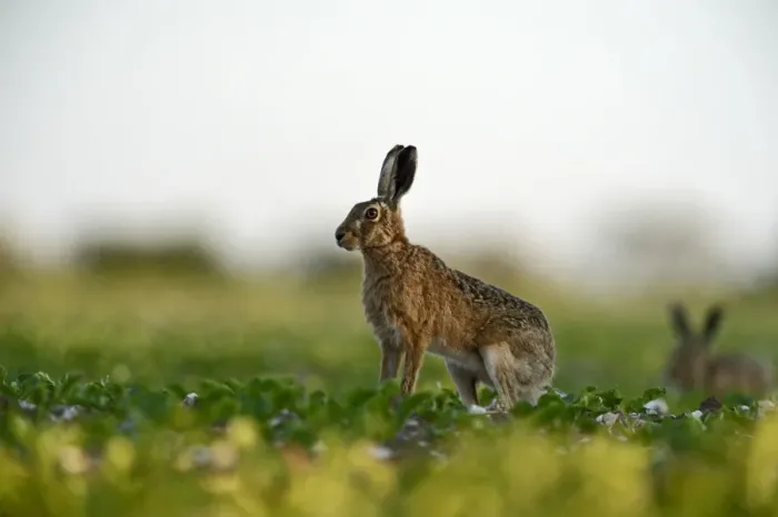 Framed Print : Brown (European) Hare Lepus europaeus Norfolk