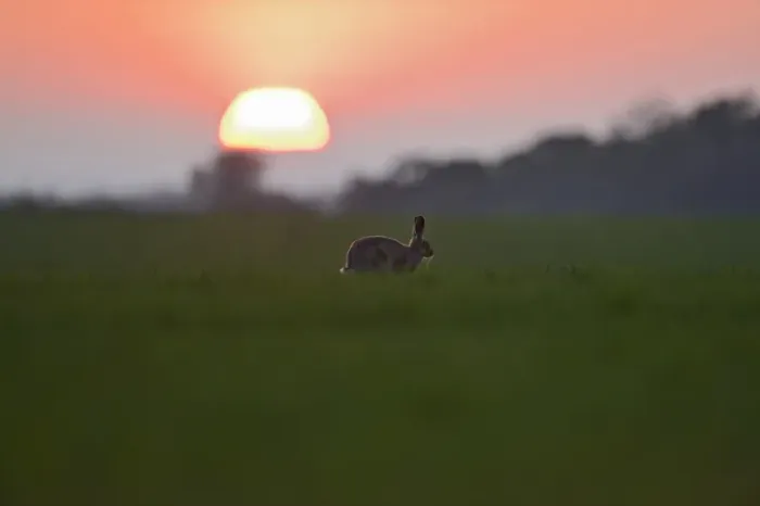 Framed Print : Brown (European) Hare Lepus europaeus Norfolk Framed Print : Brown (European) Hare Lepus europaeus Norfolk