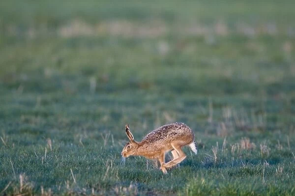 Brown Hare lepus capensis running across grazing marsh Norfolk April