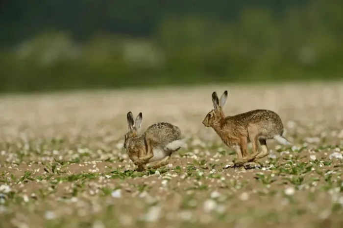 Framed Print : Brown Hare Lepus europaeus buck chasing doe Norfolk May Framed Print : Brown Hare Lepus europaeus buck chasing doe Norfolk May