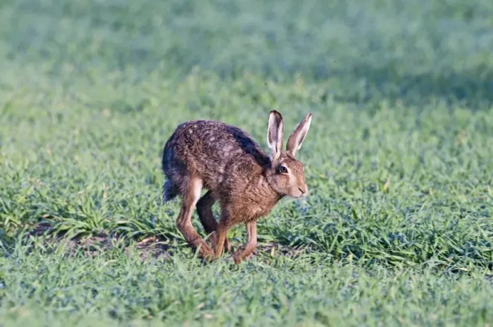 Framed Print : Brown Hare Lepus europaeus Norfolk April Framed Print : Brown Hare Lepus europaeus Norfolk April