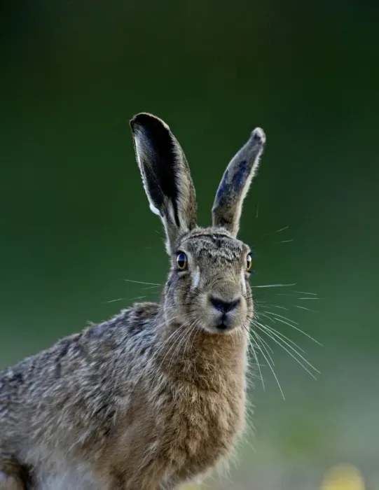 Framed Print : Brown Hare Lepus europaeus Norfolk May Framed Print : Brown Hare Lepus europaeus Norfolk May