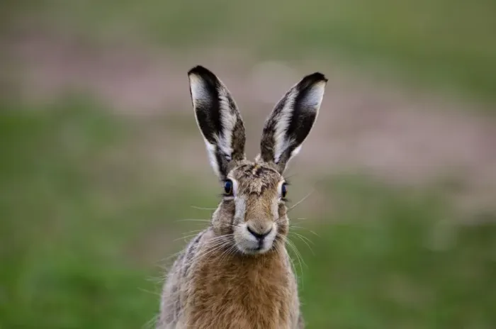 Framed Print : Brown Hare Lepus europaeus Norfolk spring