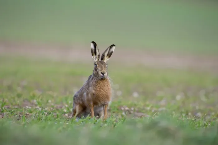 Framed Print : Brown Hare Lepus europaeus Norfolk spring Framed Print : Brown Hare Lepus europaeus Norfolk spring