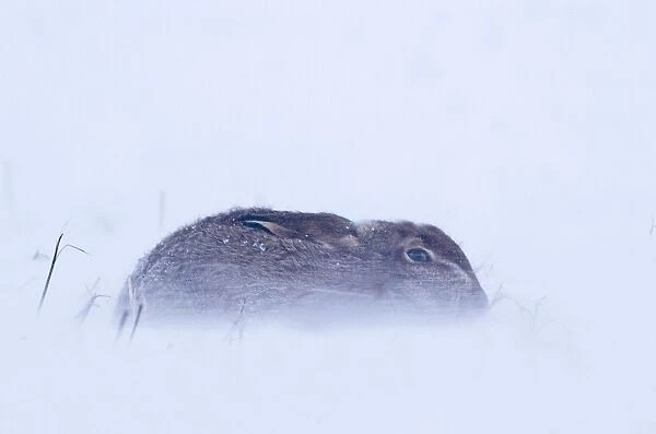 Brown Hare Lepus europaeus sitting out blizzard in stubble field Norfolk January