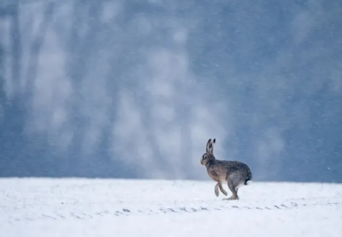 Framed Print : Brown Hare Lepus europaeus on winter wheat field Norfolk January Framed Print : Brown Hare Lepus europaeus on winter wheat field Norfolk January