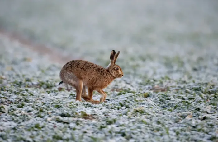 Framed Print : Brown Hare Lepus lepus Norfolk winter Framed Print : Brown Hare Lepus lepus Norfolk winter