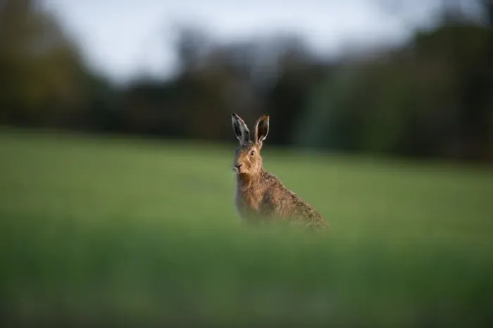Framed Print : Brown Hare Leus europaeus Norfolk spring Framed Print : Brown Hare Leus europaeus Norfolk spring