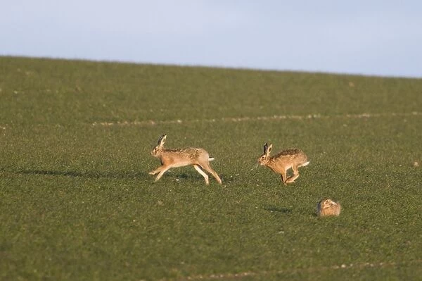 Brown Hares Lepus europaeus chasing across a field of winter wheat Norfolk March