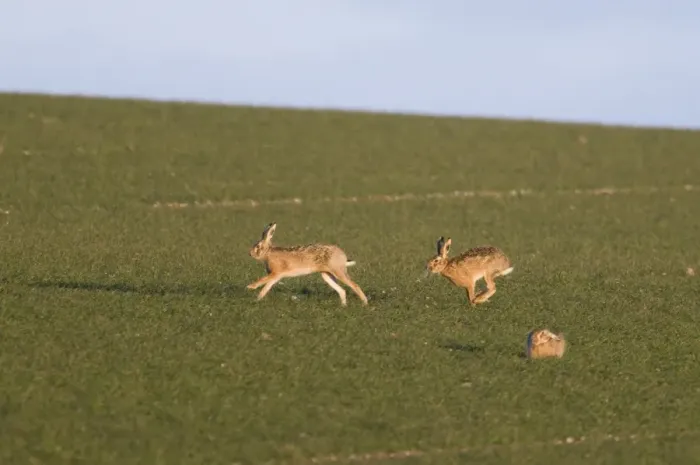 Framed Print : Brown Hares Lepus europaeus chasing across a field of winter wheat Norfolk March Framed Print : Brown Hares Lepus europaeus chasing across a field of winter wheat Norfolk March