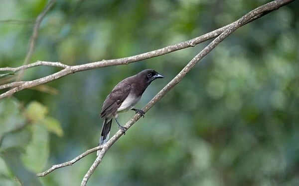 Brown Jay Cyanocorax morio Costa Rica