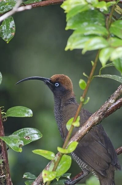 Brown Sicklebill Epimachus meyeri female Kumul Lodge Western Highlands Papua New Guinea