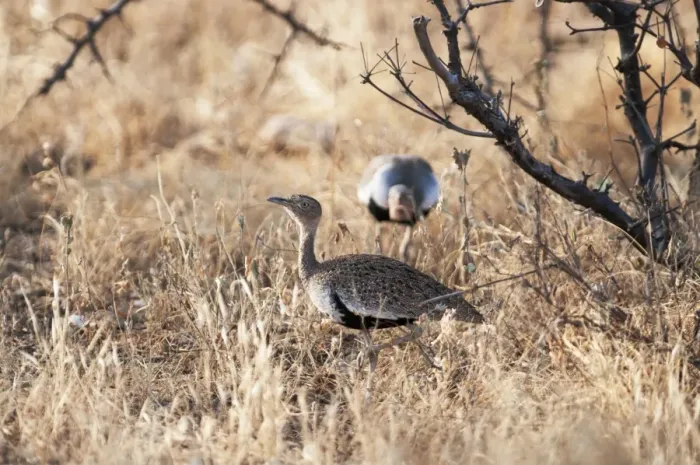 Framed Print : Buff-crested Bustard Eupodotis gindlana male displaying to female Samburu Kenya Framed Print : Buff-crested Bustard Eupodotis gindlana male displaying to female Samburu Kenya