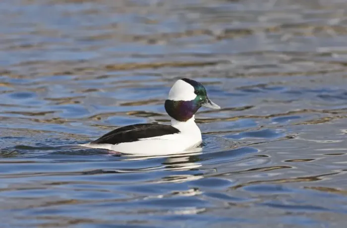 Framed Print : Bufflehead Bucephala albeola male New Jersey USA January Framed Print : Bufflehead Bucephala albeola male New Jersey USA January