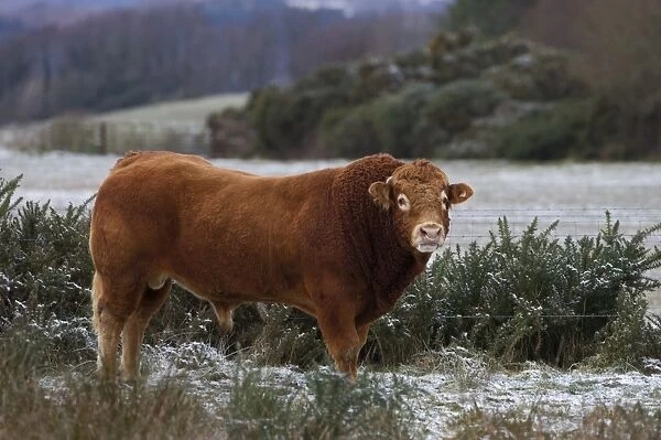 Bull Dumfries Scotland winter