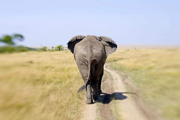Bull Elephant Masai Mara Kenya